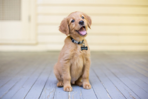 The Home Depot, May 2016: "Essential Tips For New Pet Owners"